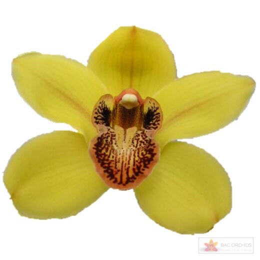Cymbidium large flowered NEVADA, foto 1