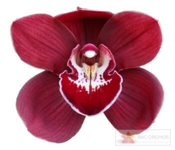 Cymbidium large flowered BLOODY MARY, foto 1