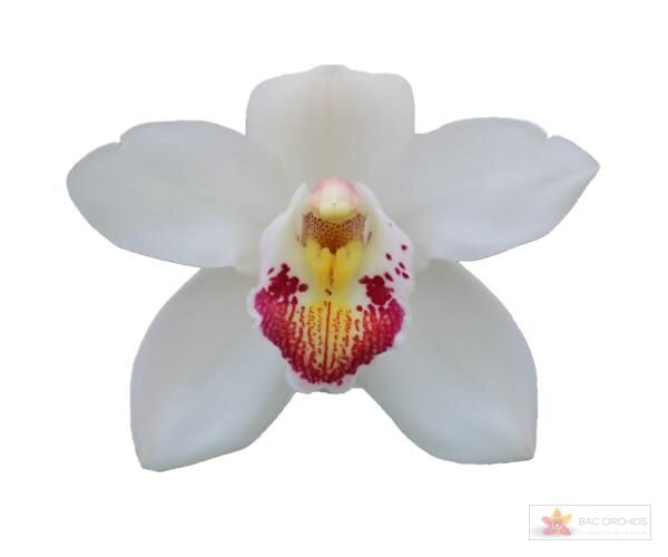 Cymbidium large flowered MARILYN MONROE, foto 1