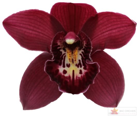 Cymbidium large flowered RISTO, фото 1