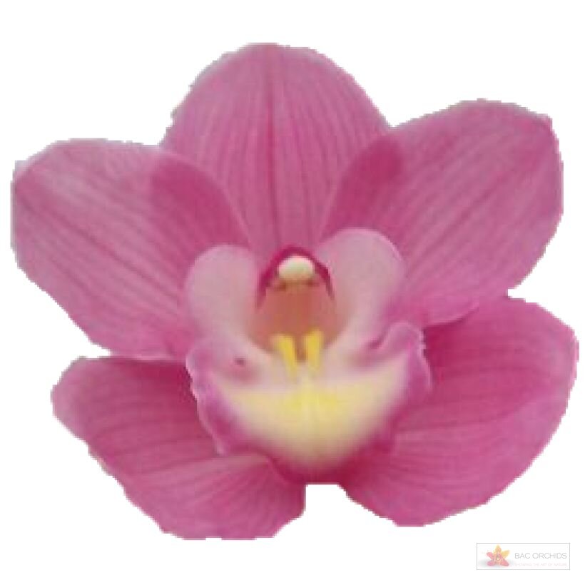 Cymbidium large flowered MARITA, foto 1