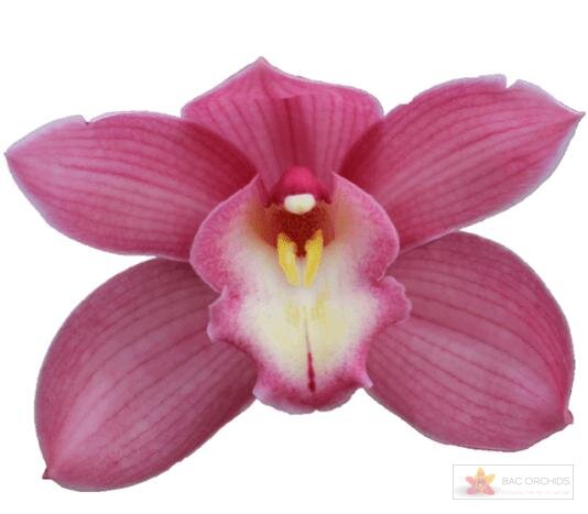 Cymbidium large flowered GERRY, foto 1