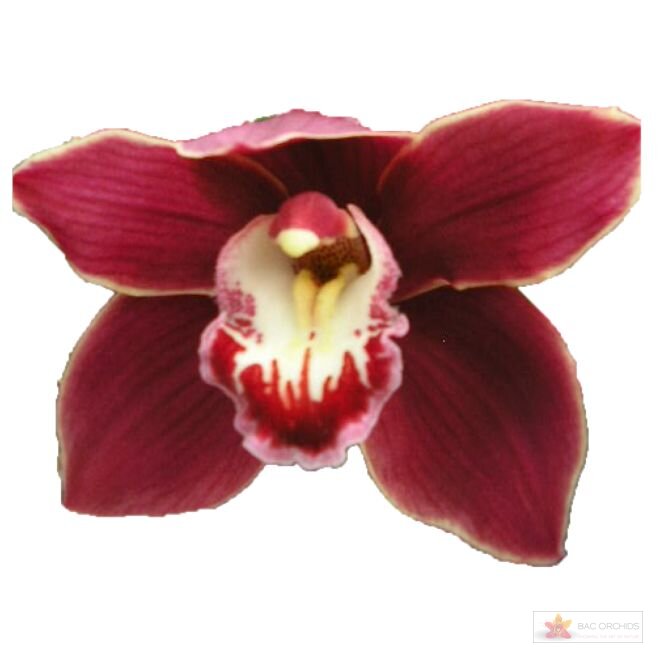 Cymbidium large flowered HENRIETTE, foto 1