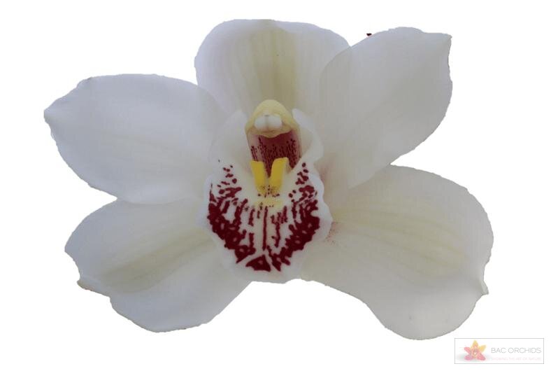 Cymbidium large flowered MELINE, foto 1