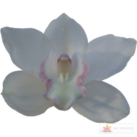 Cymbidium large flowered SNOWCASTLE, foto 1