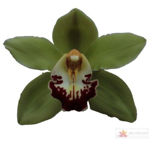 Cymbidium large flowered MACHTELD, фото 1