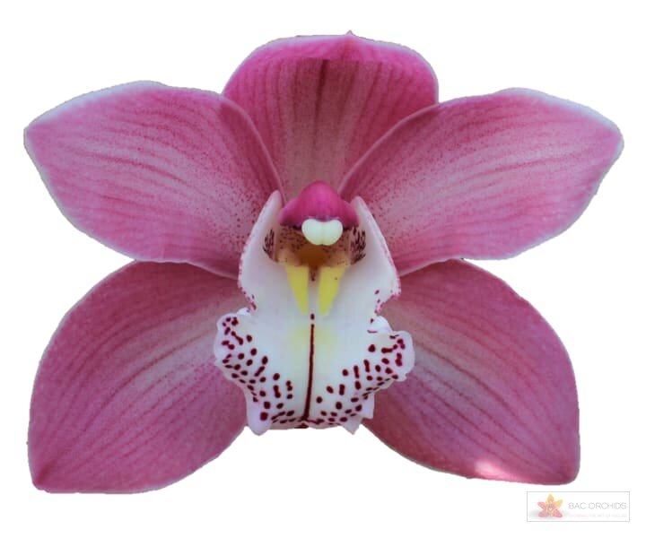 Cymbidium large flowered AIDA, foto 1