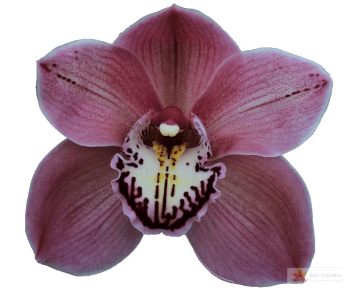 Cymbidium large flowered JET SET, фото 1