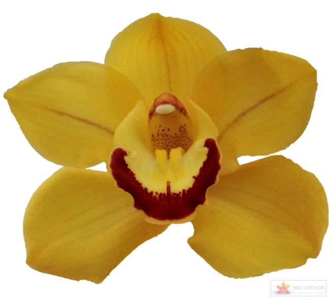 Cymbidium large flowered SUNGLOW, foto 1
