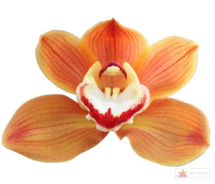 Cymbidium large flowered AMALIA, foto 1