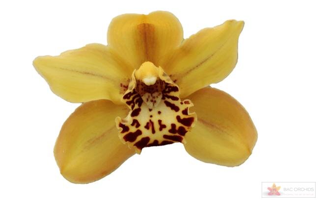 Cymbidium large flowered AUSTRALIAN TIGER, foto 1