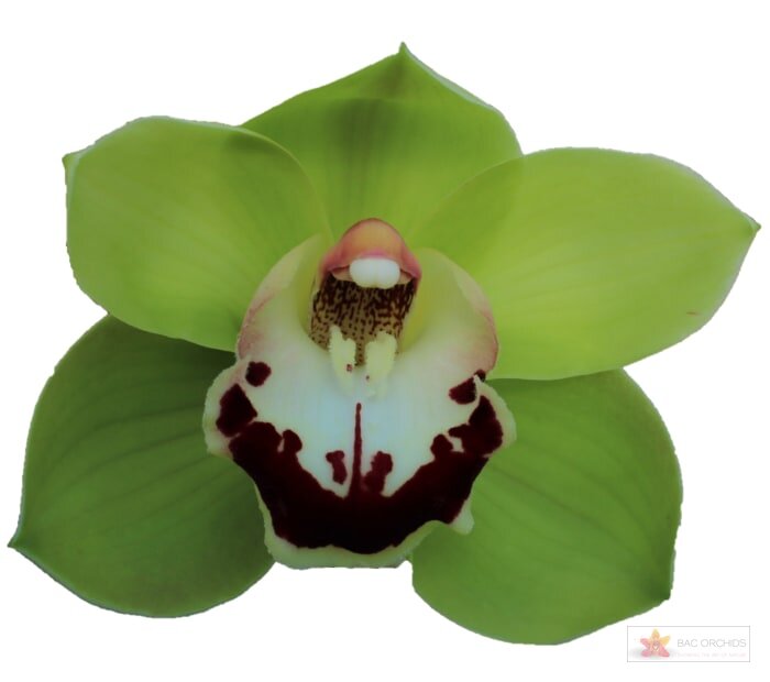 Cymbidium large flowered VALLEY BOOP, photo 1