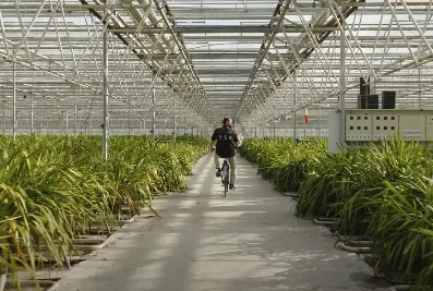 Backie Slakkenval bij Bac Orchids