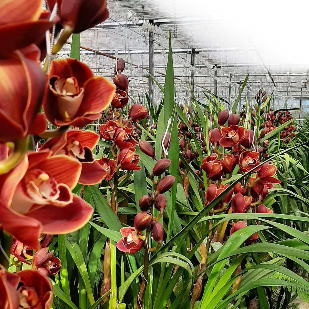 Red-brown Cymbidium flowers in the Bac Orchids greenhouse
