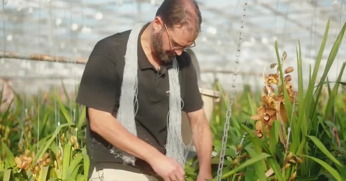 A grower working among Cymbidium plants in the greenhouse